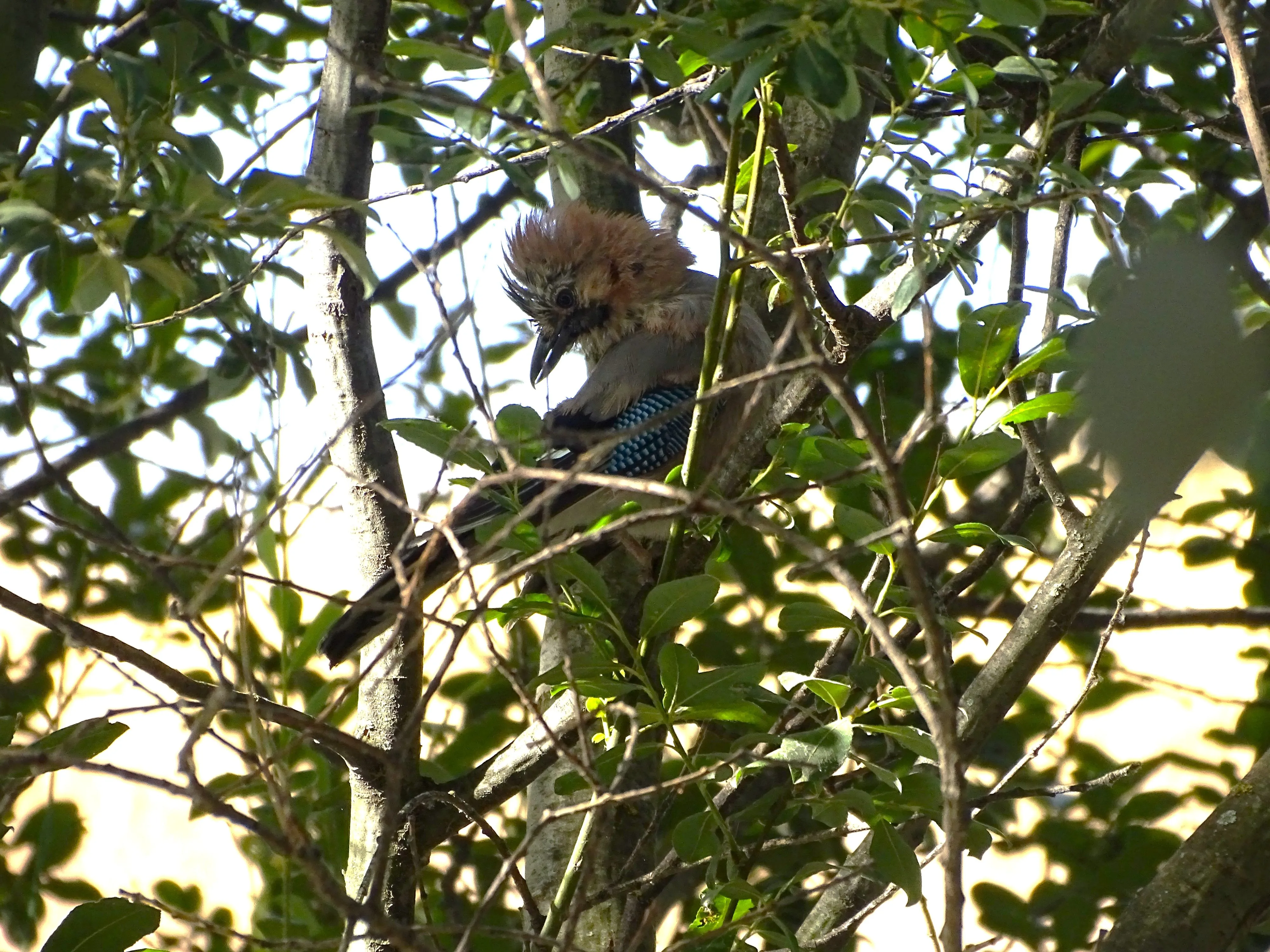 Arrendajo