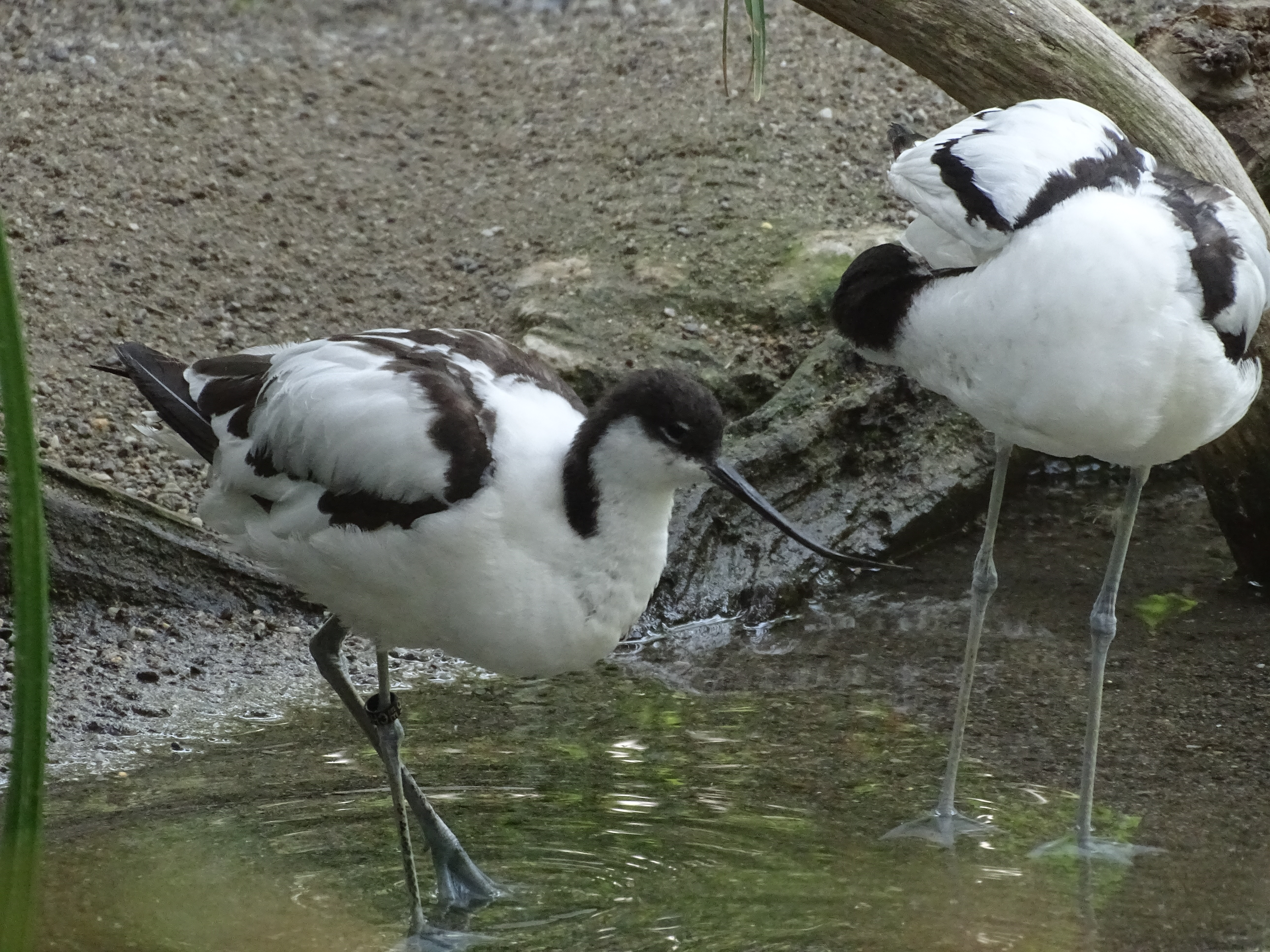 Avoceta